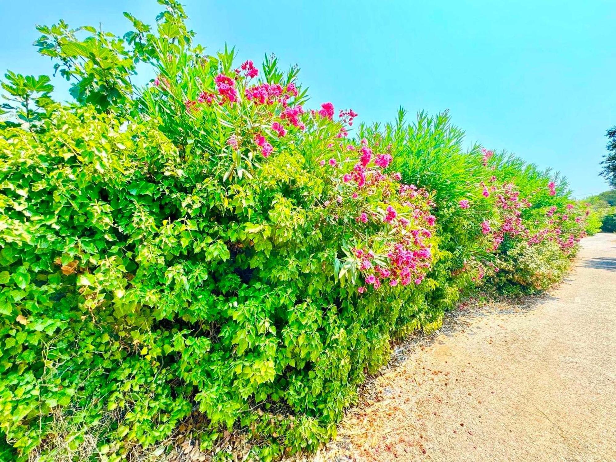 Tetraktys Estate Beachside Υδωρ Agios Matthaios  ภายนอก รูปภาพ